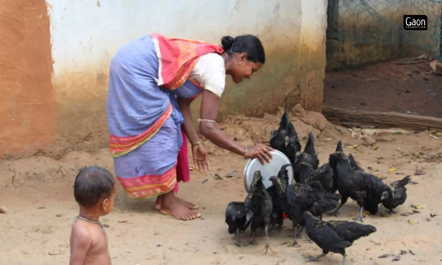 Trained by a non-profit PRADAN under a pilot project of the Integrated Tribal Development Agency (ITDA), Balliguda, the tribal women have taken up poultry farming. 