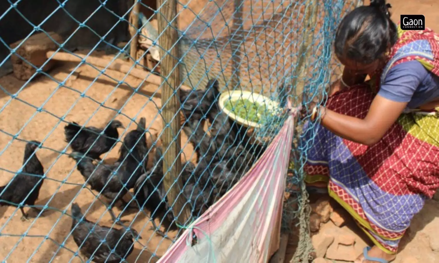 A Kadaknath-egg sells at Rs 20 while that of other birds costs Rs 12 to Rs 15 in Sirubali. The sale of the first lot of 1,800 Kadaknath eggs fetched about Rs 36,000 to the villagers.