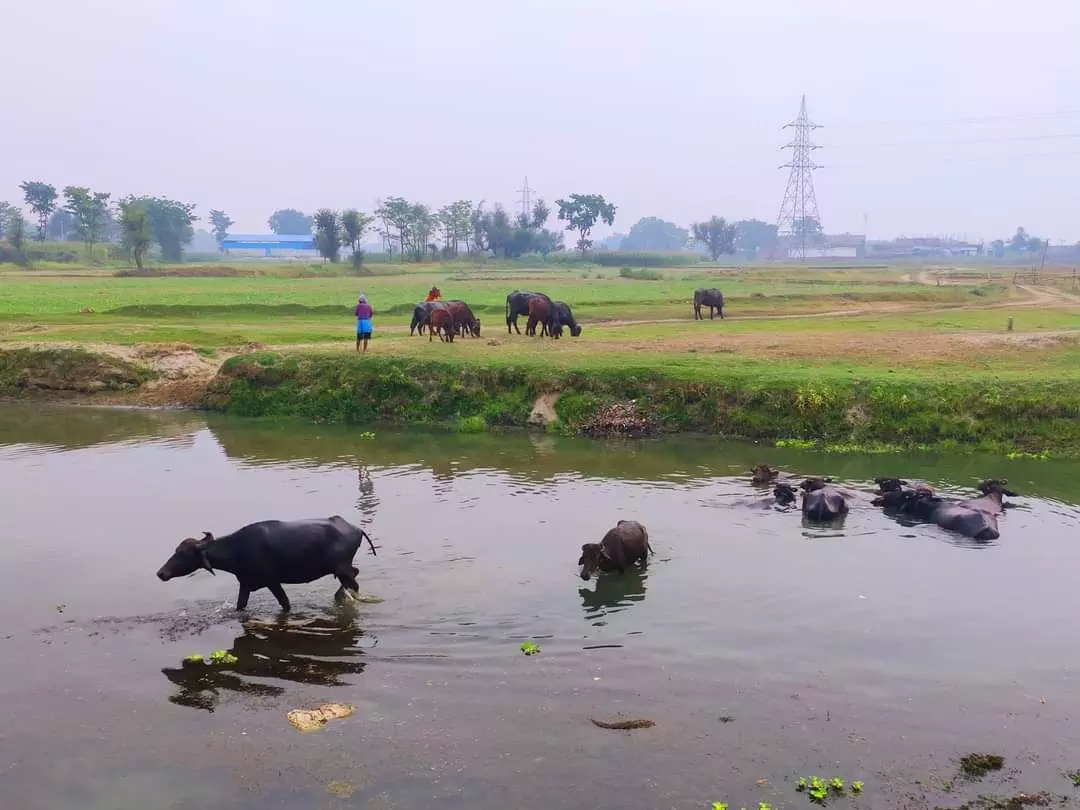 Thousands of cattle rearers from the southern districts of the state such as Jamui, Munger, Banka, and Bhagalpur migrate to the Kosi region chasing food for their livestock in the summer months.