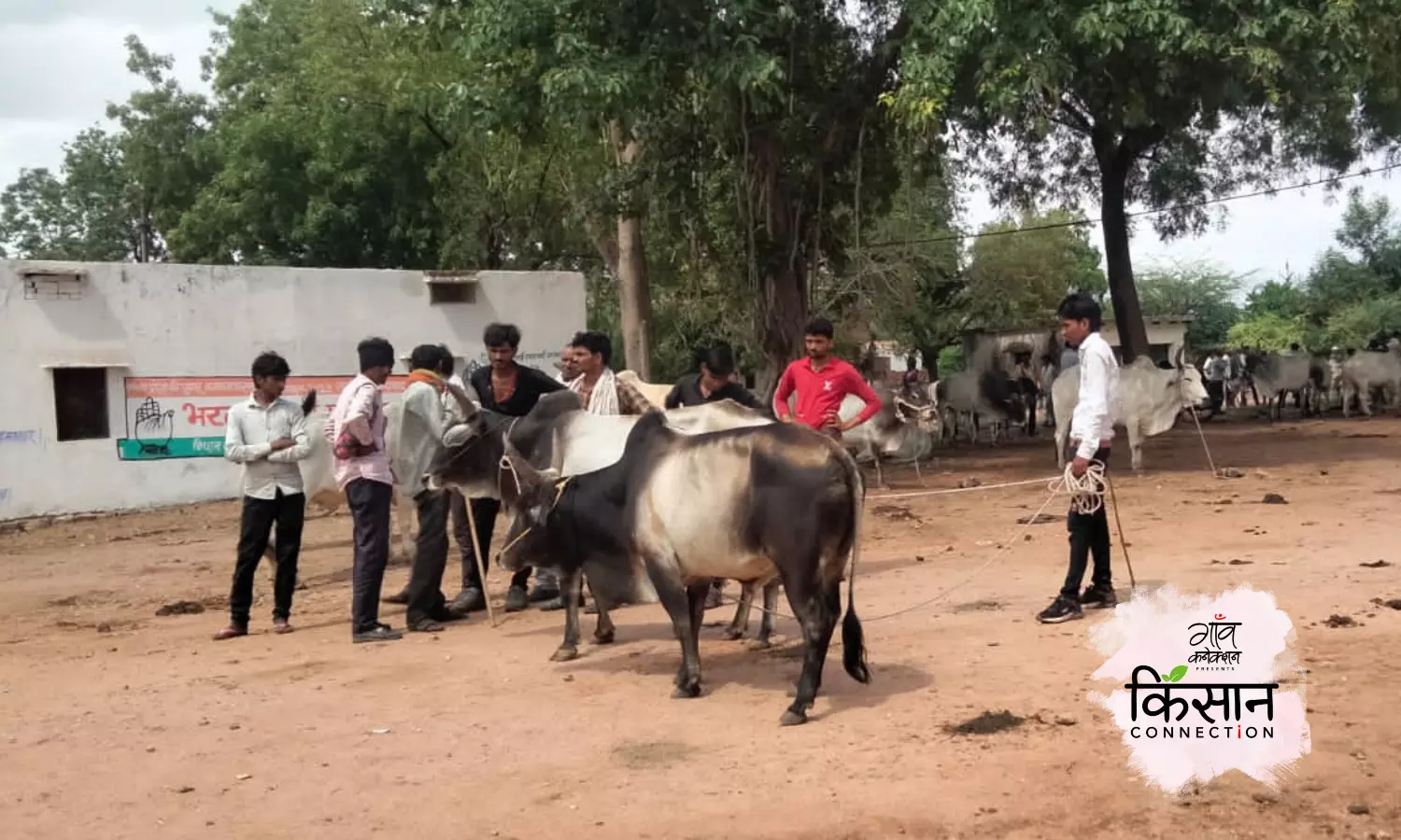 पूरे इलाके से बिक्री के लिए साप्ताहिक बाजार में लाए गए केनकठा बैल