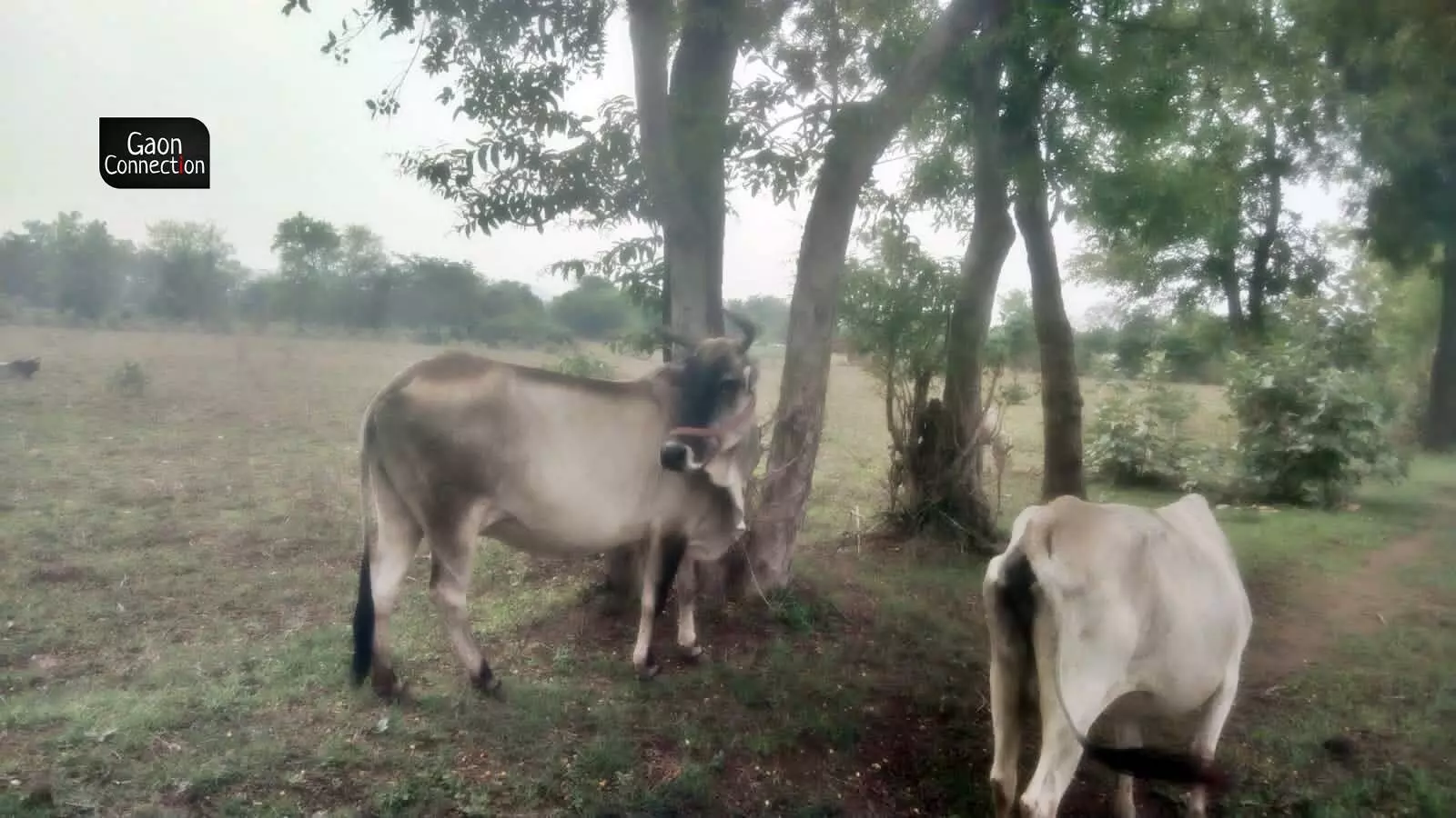  The name of this breed is derived from the Ken river that separates Madhya Pradesh and Uttar Pradesh.