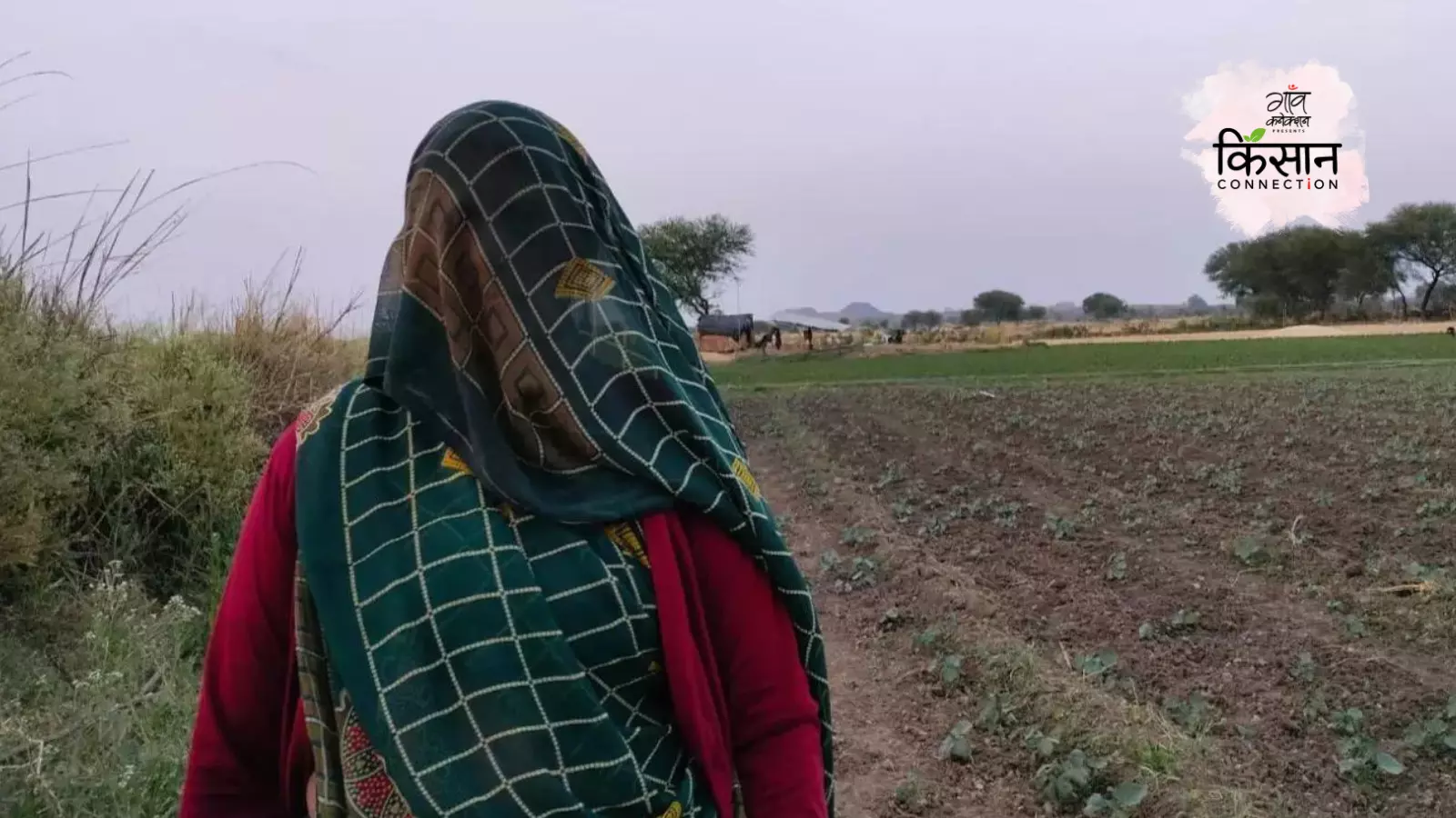 महोबा के लमोरा गाँव में मिथिलेश रेकुआर को भिंडी के पौधों से खरपतवार निकालने के लिए पूरा दिन काम करना पड़ता है।