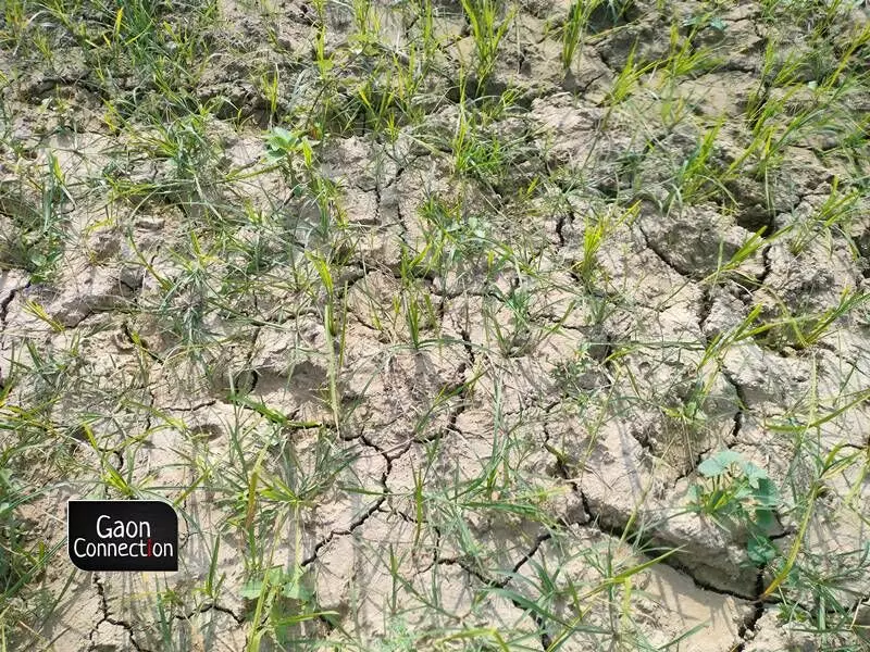 Insufficient rainfall has caused the cracks to develop in the fields.