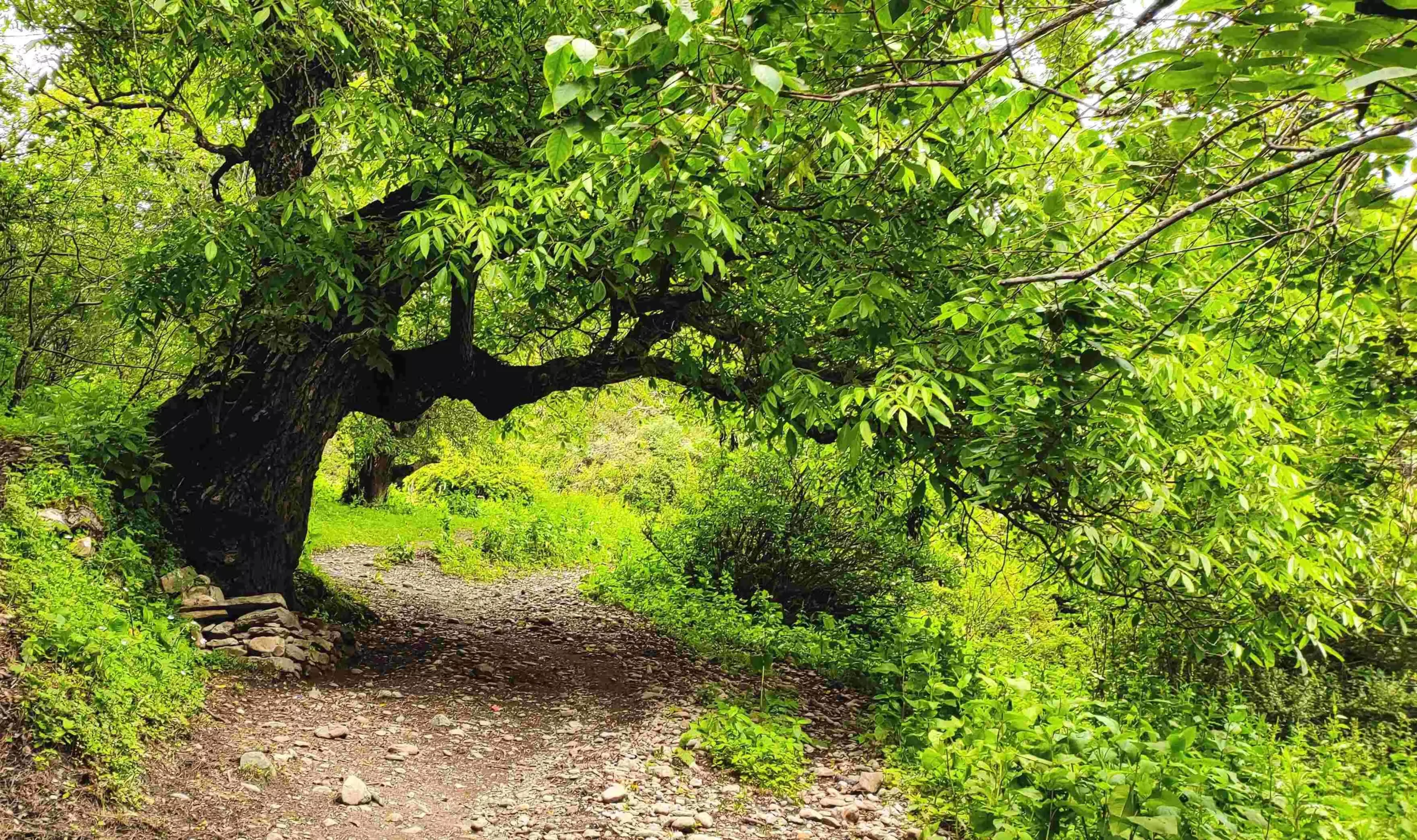  छांगरू गाँव जाने के लिए पगडंडी