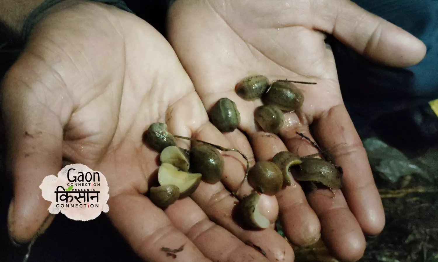 The snails that have hit Maharashtra’s soybean farms are multiplying in numbers exponentially because the species include Lissachatina fulica which is a hermaphrodite and every member of the species can produce eggs.