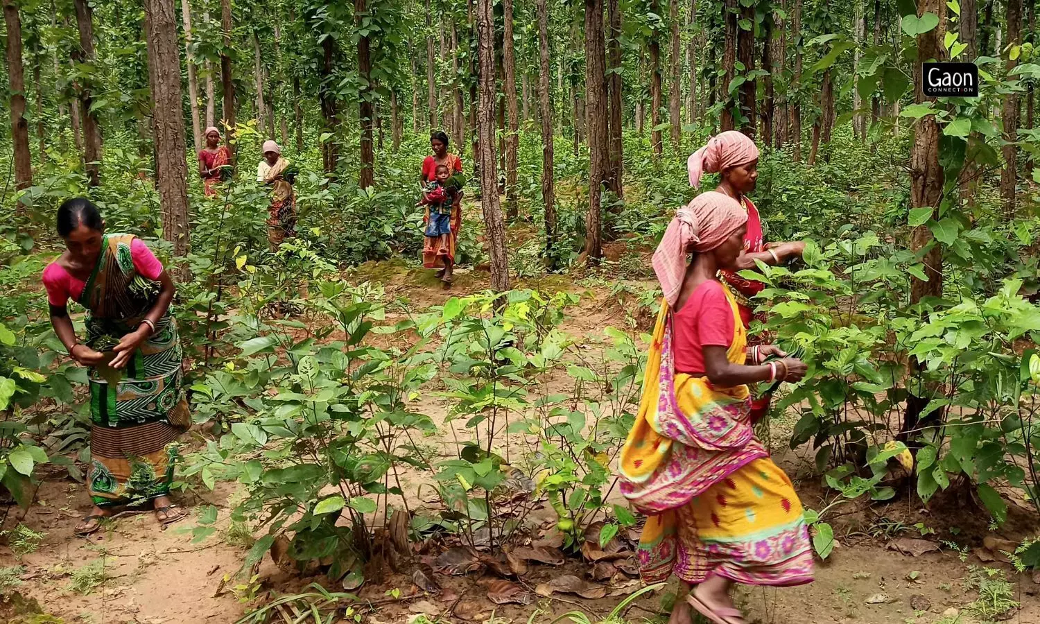 The women tread carefully as there are wild animals about, and just last year, their friend Nandini Ray, from Barokurpa village, who also made this trip to collect sal leaves, died of a snake bite.