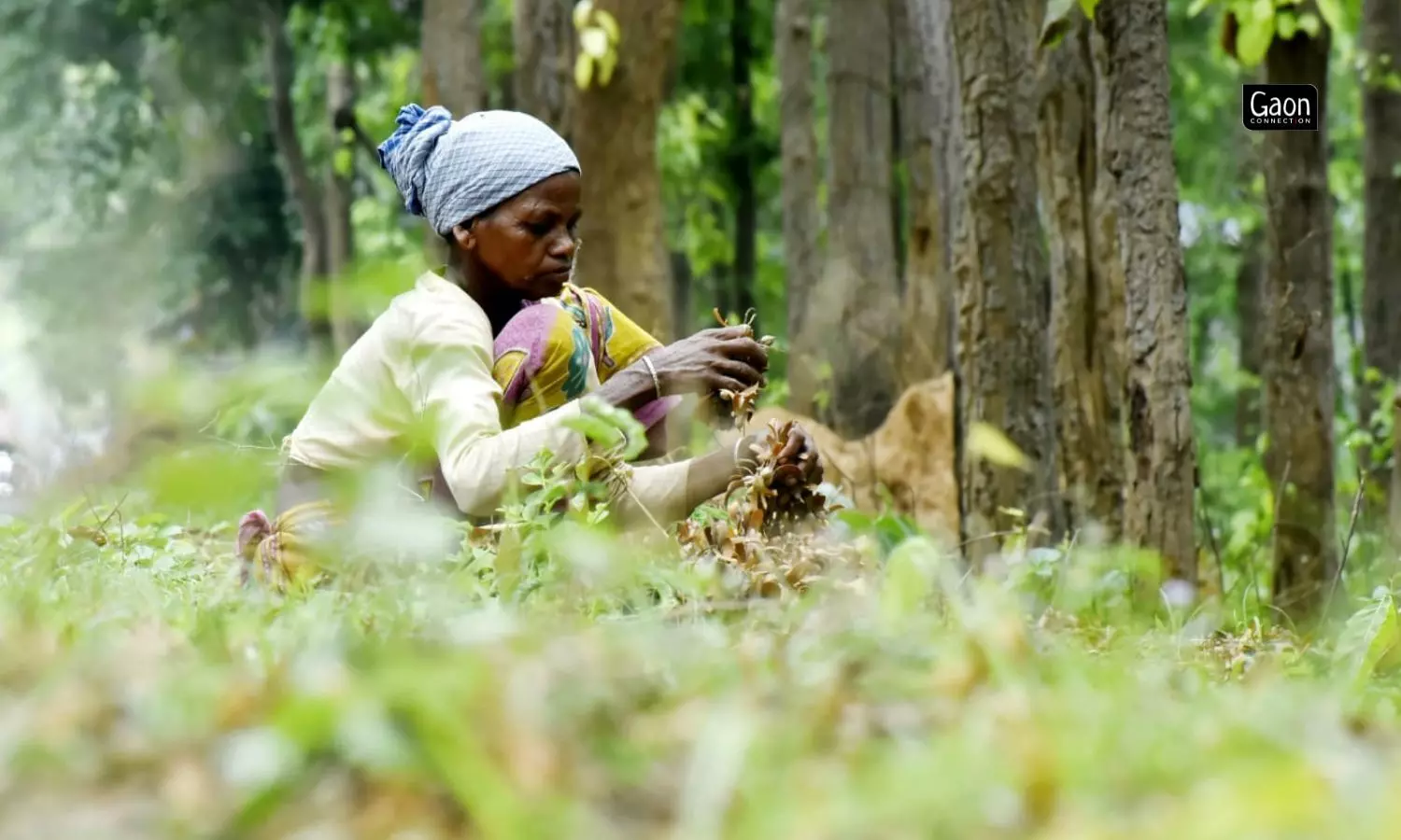 Collection of sal leaves is the practice in several parts of forested Bankura district.