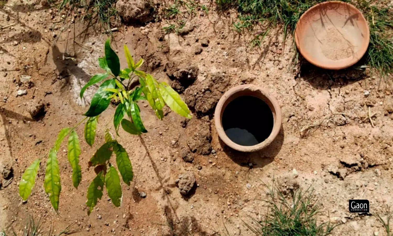 In an acre of land, about 140 clay pots are buried. These clay pots need to be refilled with water after about a week, depending on the crops being cultivated. 