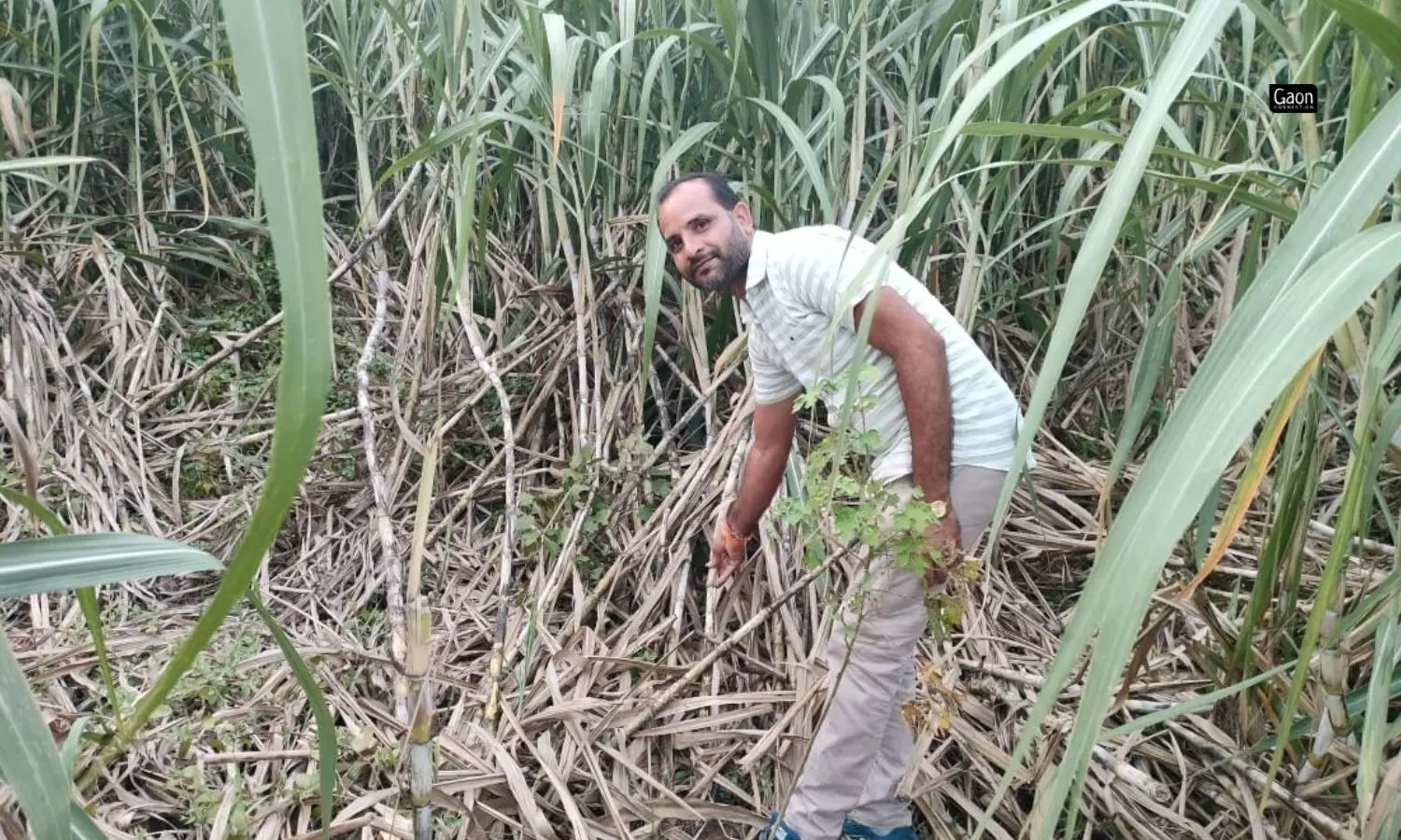 On September 22 last month, farmers from Khargone staged a protest demanding compensation for the damaged sugarcane crop.