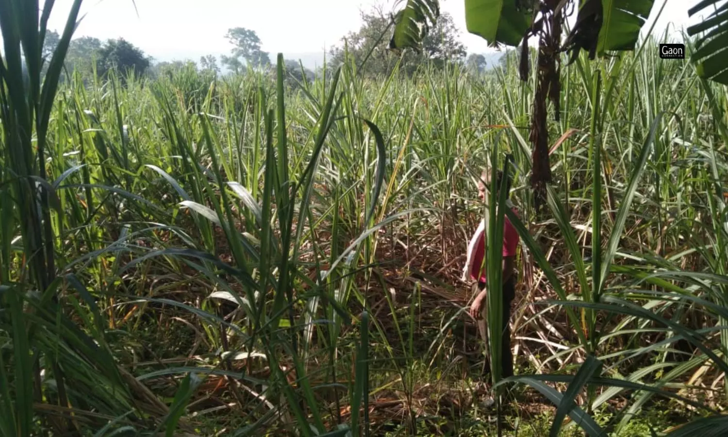  At present, nearly 200,000 hectares of land in the central Indian state is under cane cultivation.