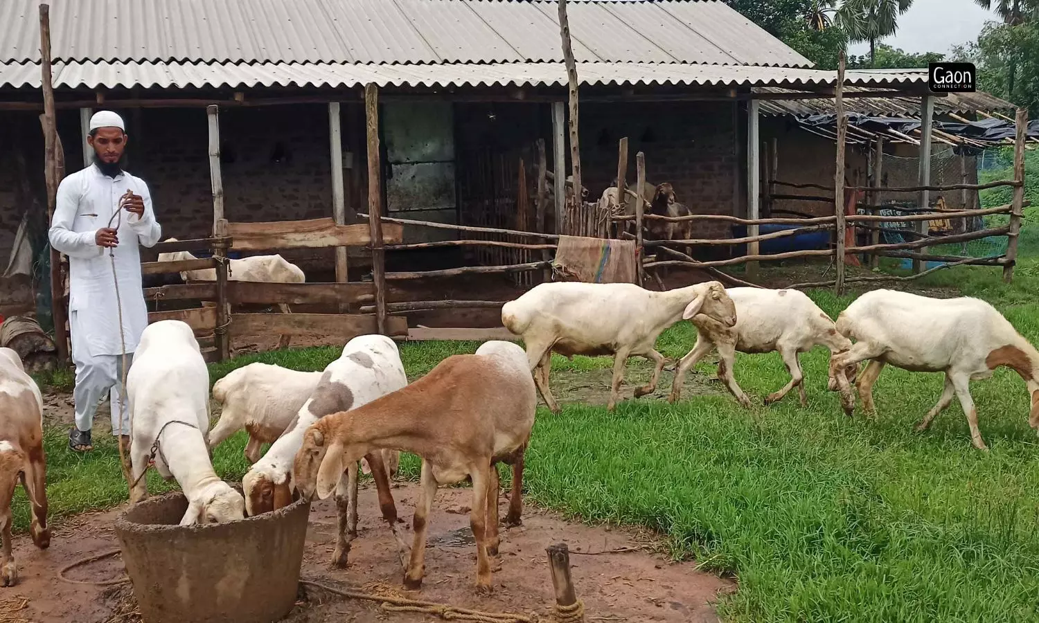 Nabibul has built a shed for his sheep besides repairing his own home.