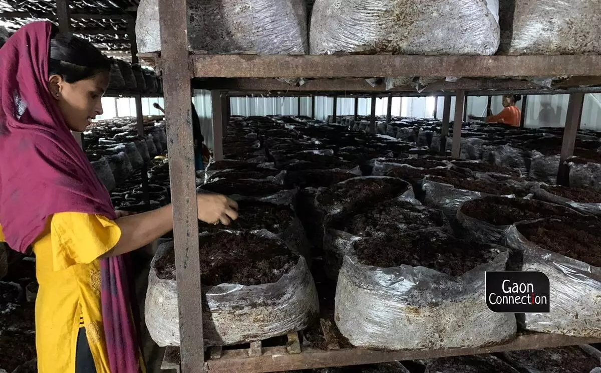 Mushroom cultivation is an all year around and not a seasonal affair, as it grew in a controlled environment inside sheds.