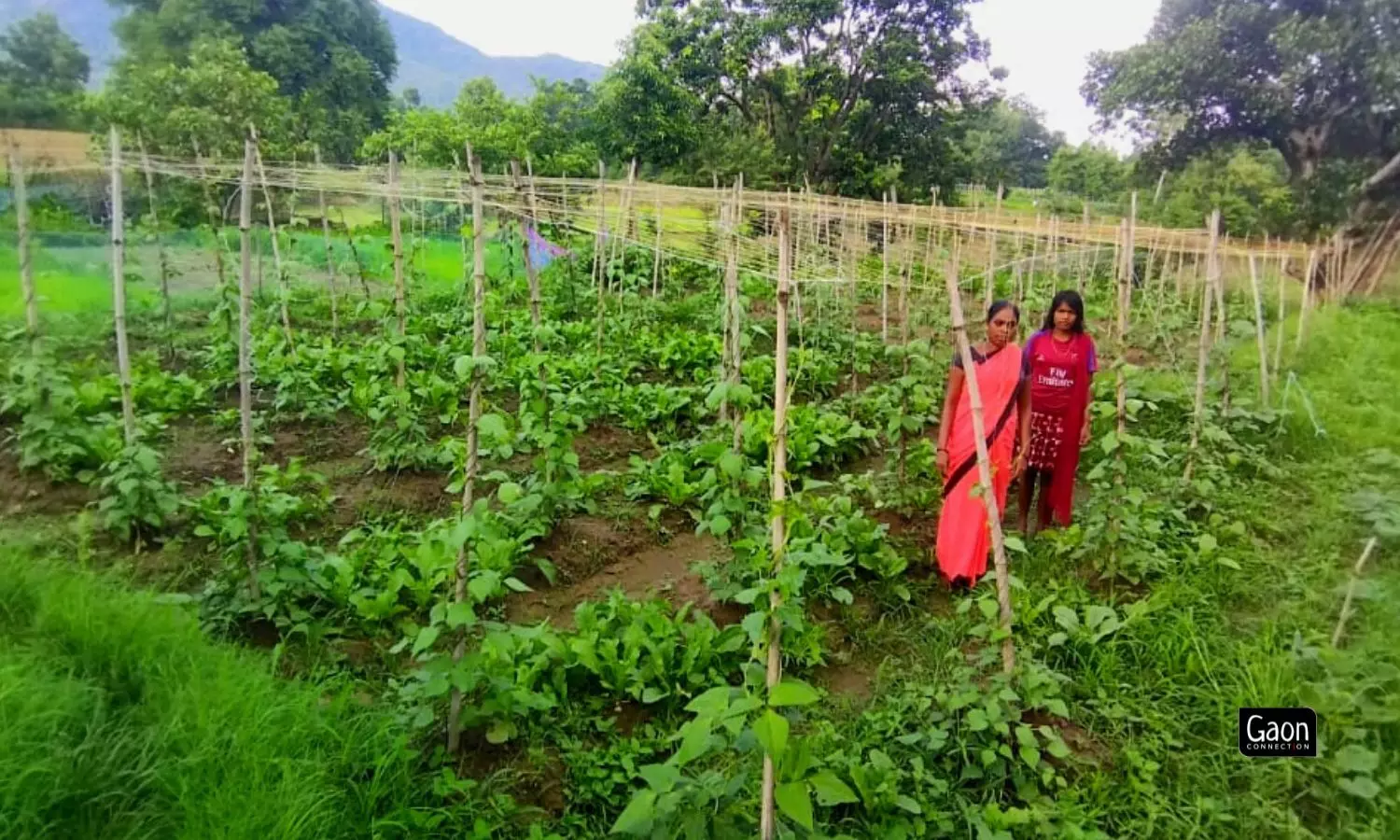 We mobilise financially weak women farmers into groups and educate them on multilayer farming methods, said Sutar