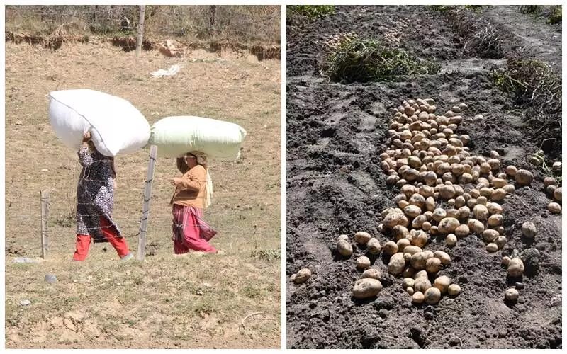 It is mostly the women who are tasked with carrying harvested potatoes to the ditches. 