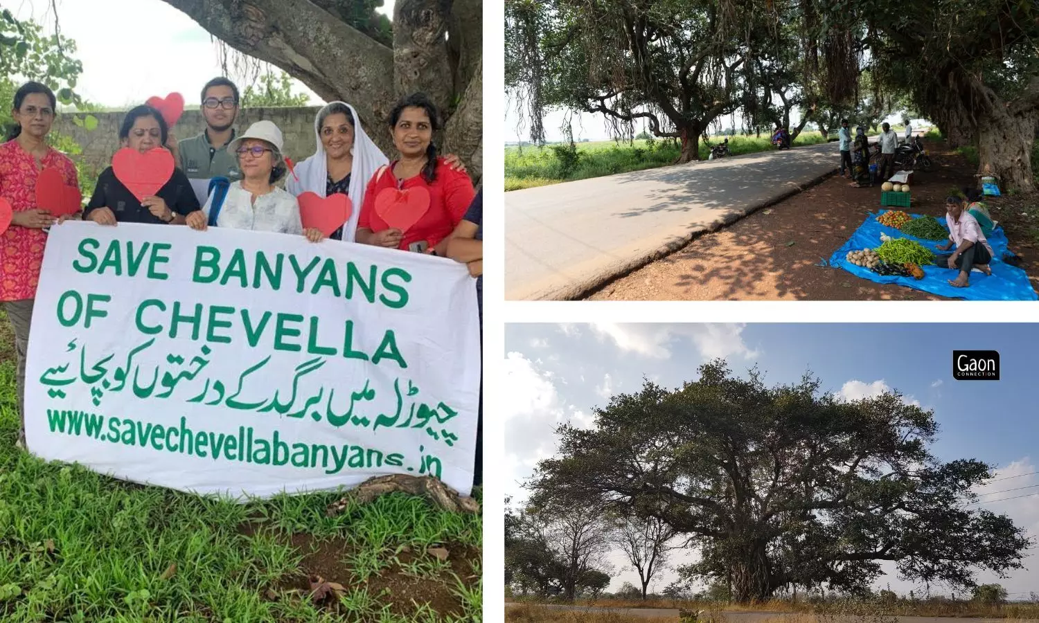 But the group of nature lovers has managed to save the Chevella Banyans, so far, and is ready for a long drawn legal battle. 