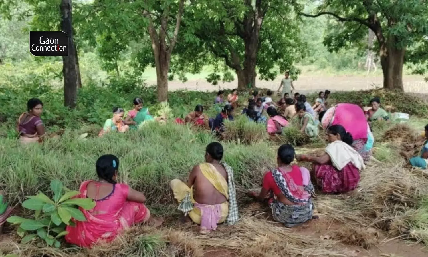 Agricultural labourers at Sahoos field.