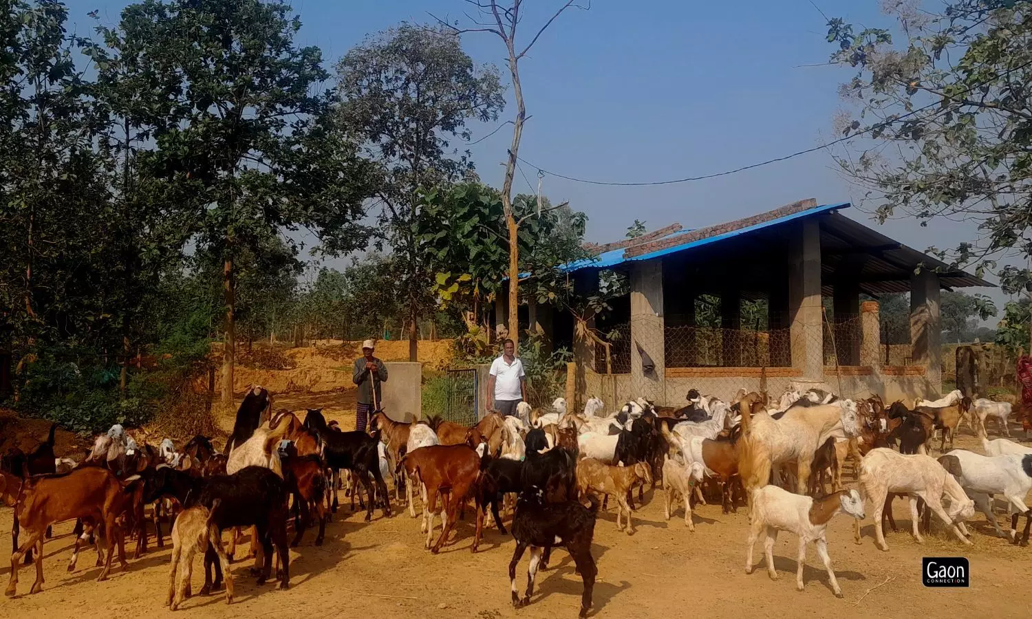 Naik not only practises modern farming techniques but also teaches other farmers to do their own farming.