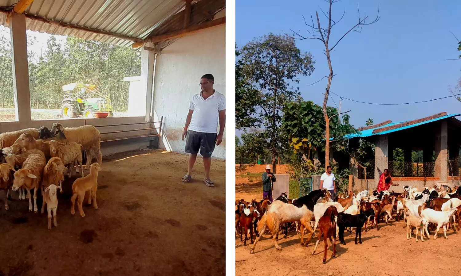 Naik has also ensured his goats get clean and nutritious fodder. He cultivates the hybrid Napier grass for the animals and prepares vermicompost from the goat droppings. 