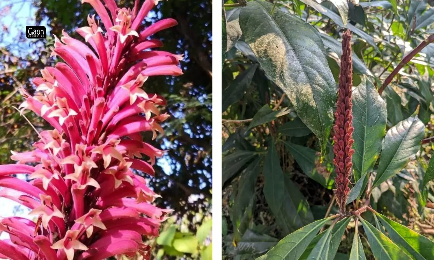 (Phlogacanthus Nees) has about 49 species that are scattered in South East Asia, and the most common one found in Assam is the Bahak Tita or the beautiful red Tita Phool.