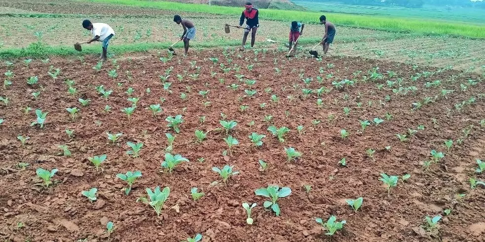 Through a series of experiments and innovations, the 29-year old Oraon tribe member now earns a profit of Rs 5,00,000 in two months of a year from cauliflower alone.