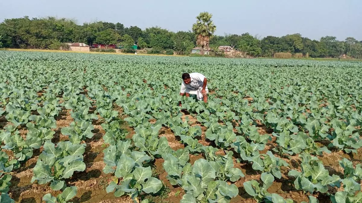 Manojs family owns two acres of land in Bundu village, about 50 kilometres from Ranchi, and he leases another three acres in the village to cultivate cauliflower for two months in a year. 