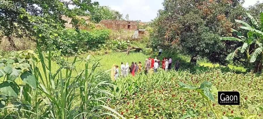 The setting up of these nurseries in their own backyards provides healers a dependable and regular supply of essential medicines which they use to treat their patients.