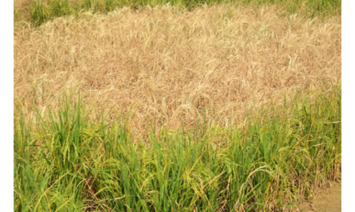 #National Rice Research Institute