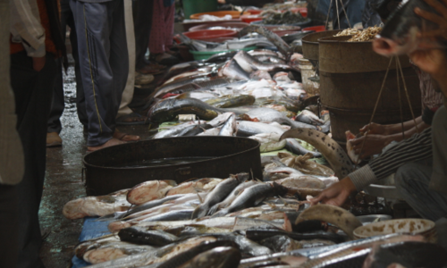 #formalin laced fishes