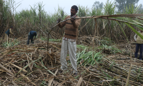 #sugar cane subsidies