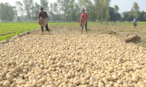 #potato farmers