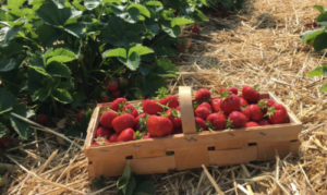 #strawberry farming