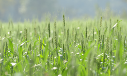 #Bread Wheat Genome