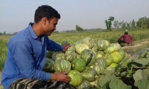 potato farmers