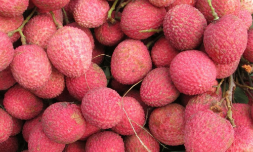 #Muzaffarpur bihar shahi litchi