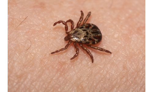 #ticks