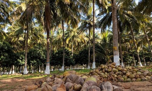 #coconut farming