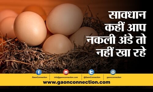 #egg production