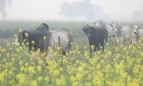 #straycattle