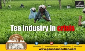 #tea industry