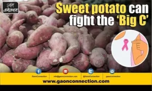 #Sweet potato