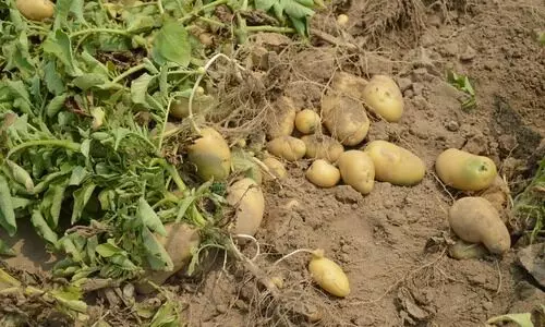 #potato cultivation