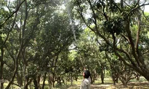 #mango farming