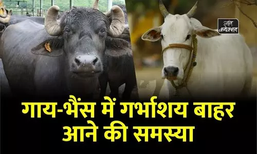 #cow