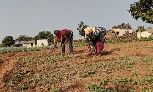 saline soil