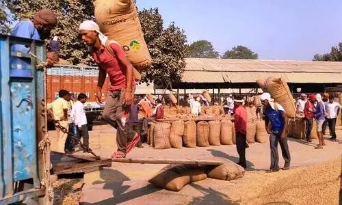 #paddy crop