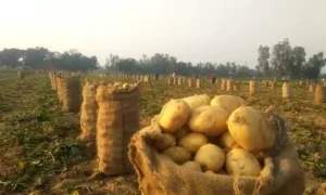 #potato farming