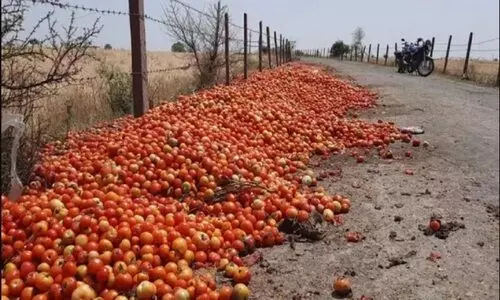 #Tomato price fall