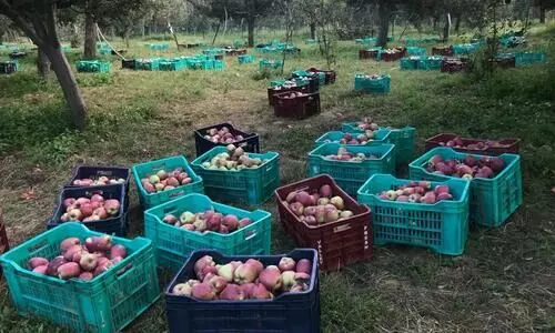 #apple farmers