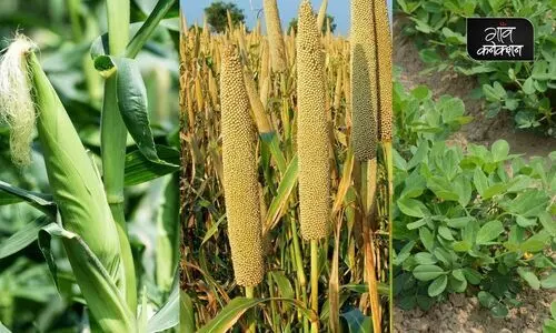 groundnut cultivation