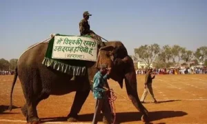 #Elephant